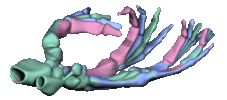 shape_space